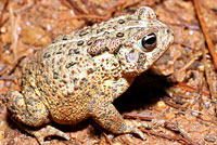Houston Toad