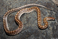 Painted Desert Glossy Snake