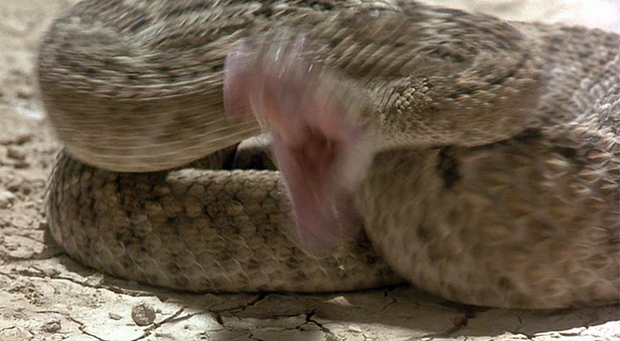 Image result for holes movie nail polish rattlesnake