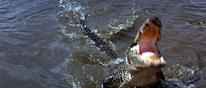 Indiana Jones and the Temple of Doom Crocodiles