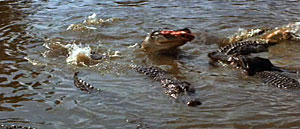 Indiana Jones and the Temple of Doom Crocodiles