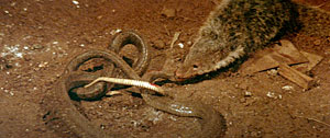 Calamity of Snakes Screenshot