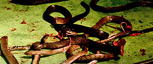 Calamity of Snakes Screenshot
