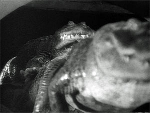 Crocodilians In Movies