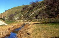 california toad habitat