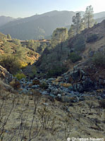 foothill yellow-legged frog habitat