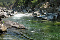 foothill yellow-legged frog habitat