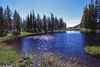 Sierra Nevada Yellow-legged Frog Habitat