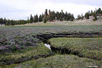 Sierra Nevada Yellow-legged Frog Habitat