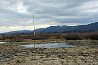 Oregon Spotted Frog Habitat