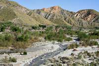 arroyo toad habitat