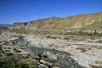 arroyo toad habitat