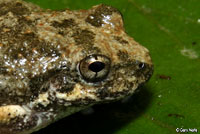 frog