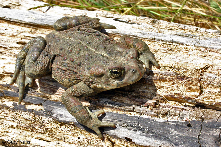 California Frogs and Toads - Flashcards