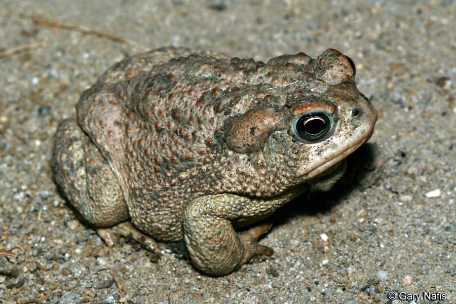 Great Plains Toad Anaxyrus Cognatus