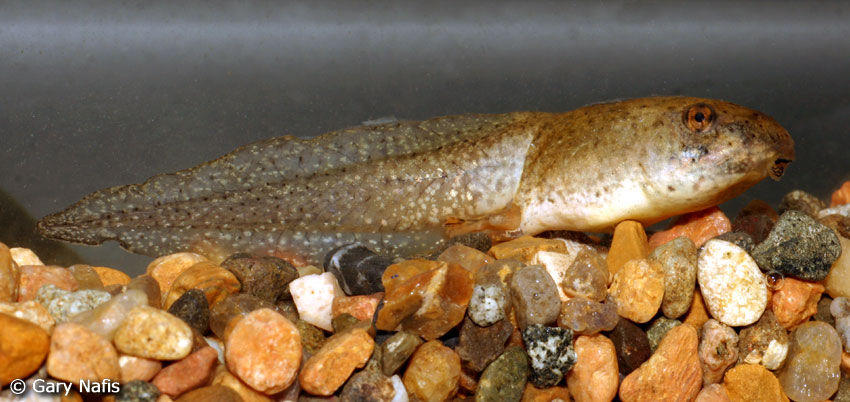 Image of a young tadpole, credit to Gary Nafis and CaliforniaHerpes.com