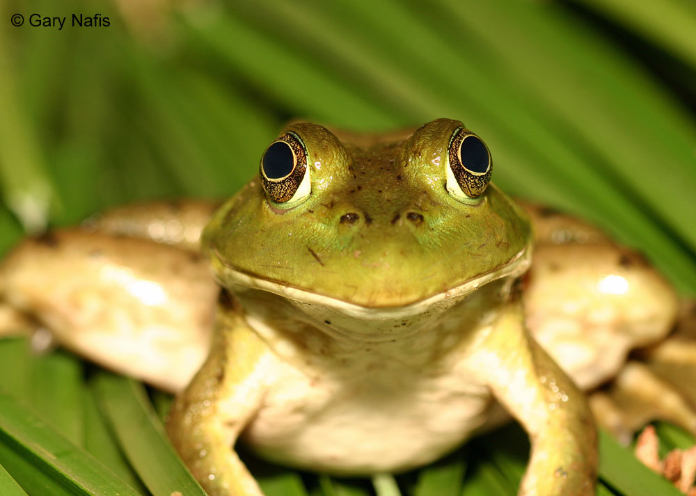 Image of American Bullfrog, credit to Gary Nafis and CaliforniaHerpes.com