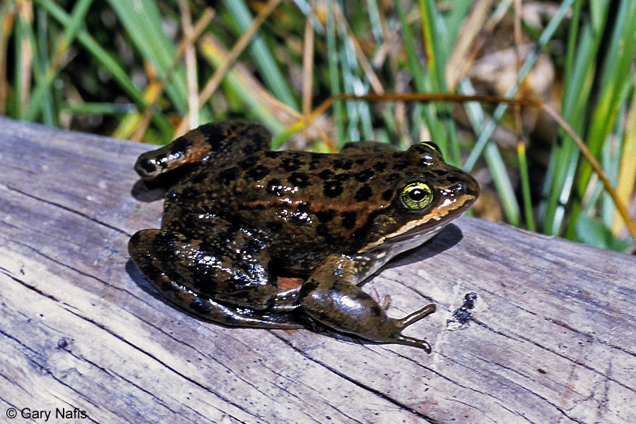 Frogs in Oregon Ms. Cherice's Classroom Page