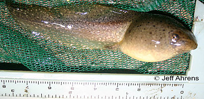 American Bullfrog Tadpole