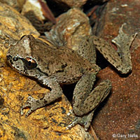 Coastal Tailed Frog