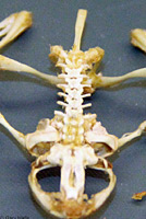 Coastal Tailed Frog