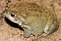 sonoran desert toad