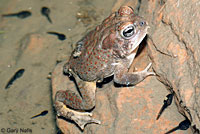 Arizona Toad