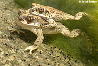 Red-spotted Toads