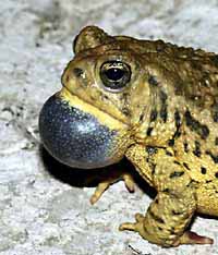 woodhouse's toad calling