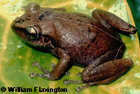 frog picture
