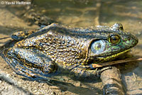 American Bullfrog