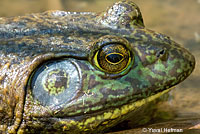 American Bullfrog