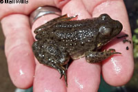 American Bullfrog Tadpoles