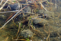Northern Leopard Frog Eggs