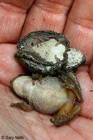 California Treefrog comparison