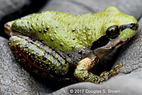 Sierran Treefrog