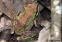 Sierran Treefrog