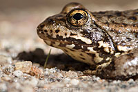 Sierra Nevada Yellow-legged Frog