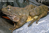 foothill yellow-legged frog