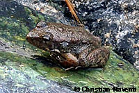 foothill yellow-legged frog