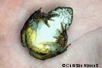 foothill yellow-legged frog