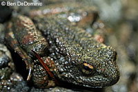 foothill yellow-legged frog