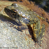 foothill yellow-legged frog