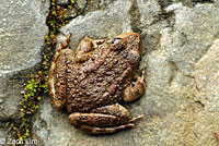 California Red-legged Frog