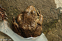 California Red-legged Frog
