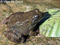 foothill yellow-legged frog