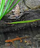 foothill yellow-legged frog