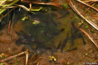 Cascades Frog Tadpoles