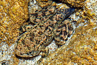 Southern Mountain Yellow-legged Frog