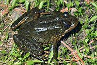 Sierra Nevada Yellow-legged Frog